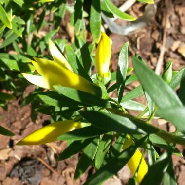 Eremophila maculata 'Aurea'