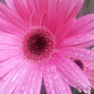 Gerbera 'Garvinea'