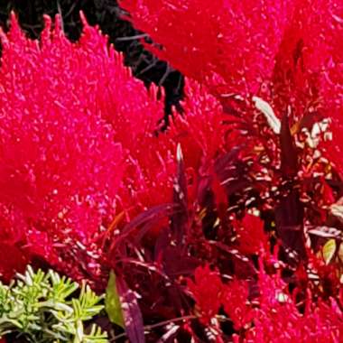 Celosia argentea var. cristata (Plumosa Group) 'Dragon's Breath'