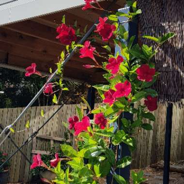 Mandevilla sanderi syn. Dipladenia sanderi