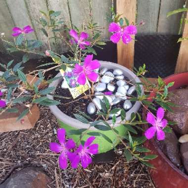 Tibouchina 'Jazzie'