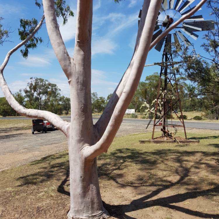 Plant image Corymbia aparrerinja syn. Eucalyptus papuana var. aparrerinja