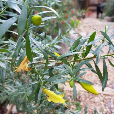 Eremophila maculata 'Aurea'