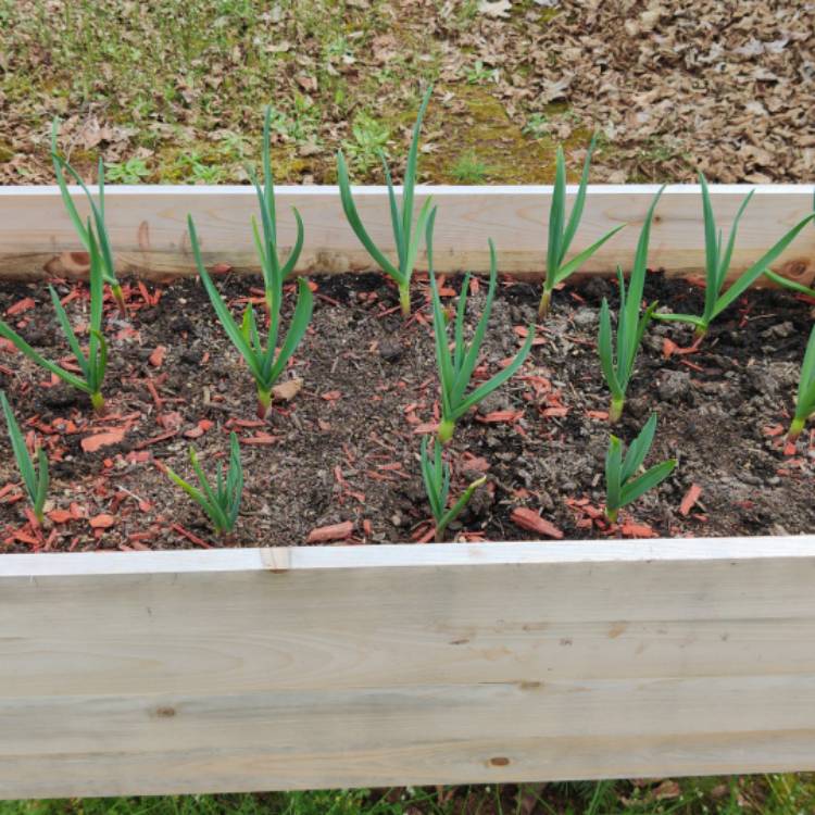 Plant image Allium senescens