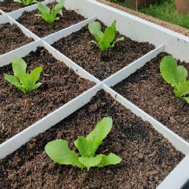 Lettuce 'Little Gem' (Cos/Romaine)