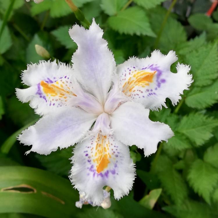 Plant image Iris Japonica