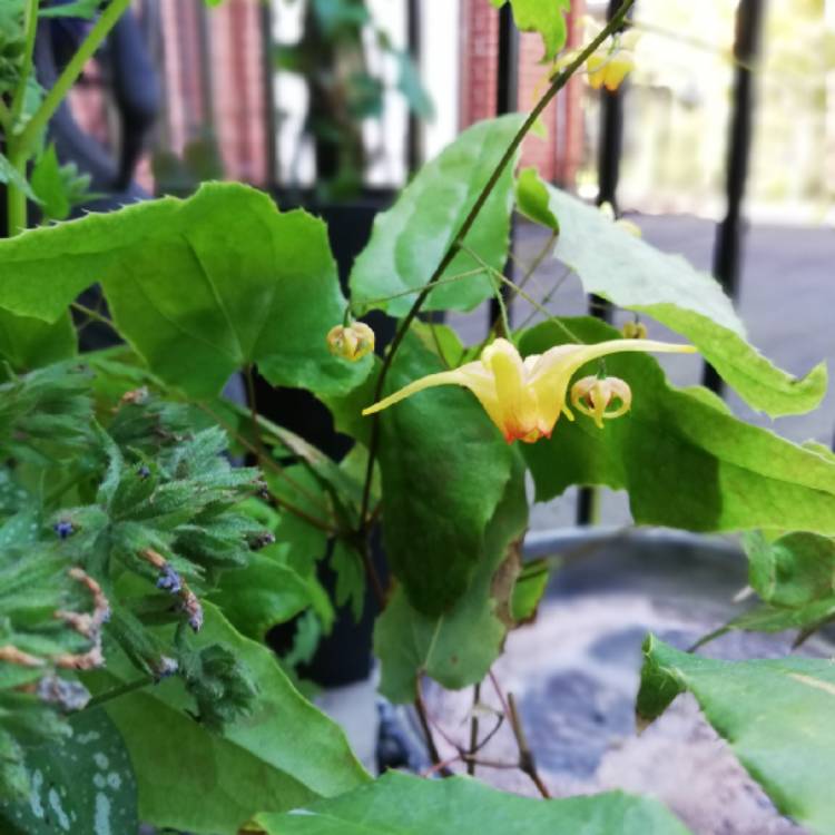 Plant image Epimedium 'Amber Queen'