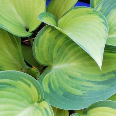 Plantain Lily 'June'