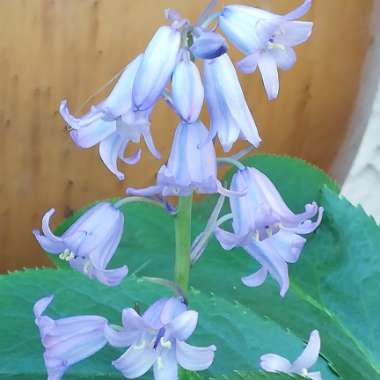 English Bluebell