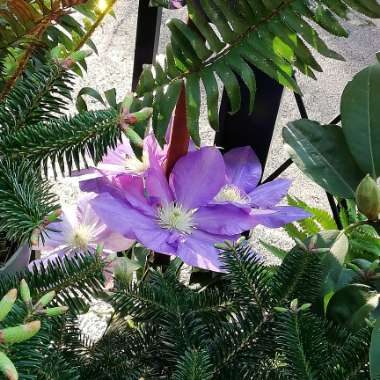 Clematis hybrid 'H. F. Young'