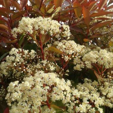 Photinia 'Red Robin'