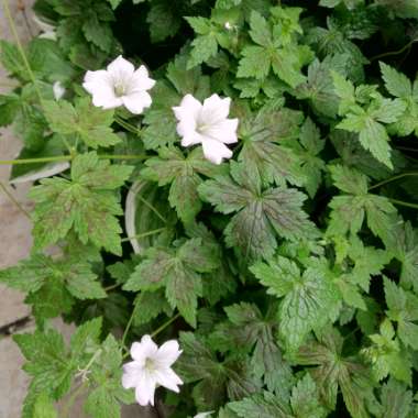 Cranesbill (Geranium)