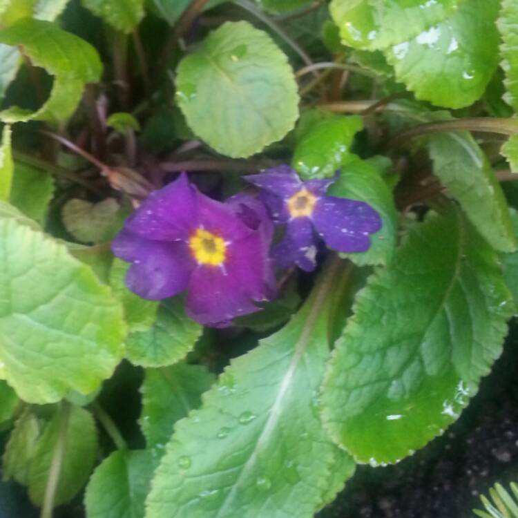 Plant image Primula Denticulata 'Ruby'