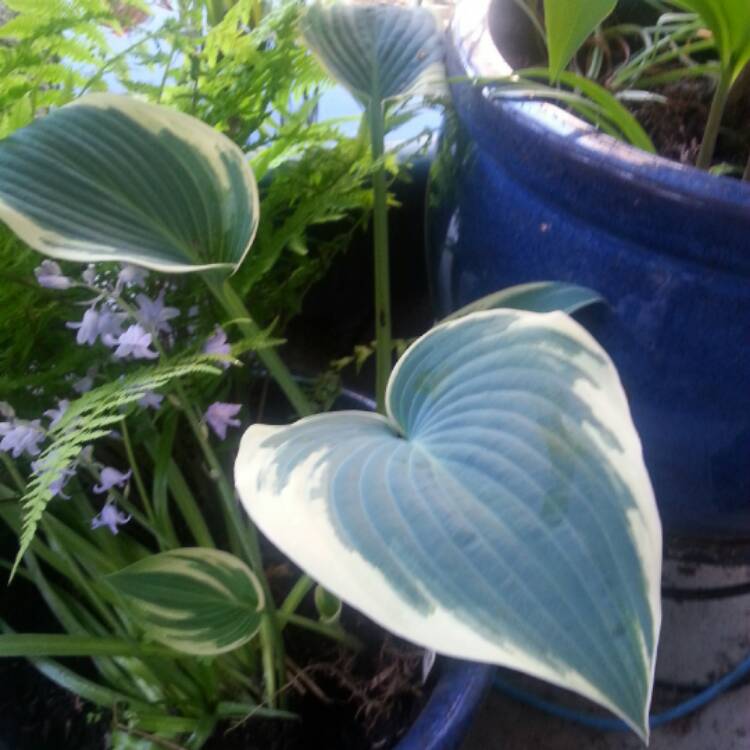 Plant image Hosta (Tardiana Group) 'El Nino'