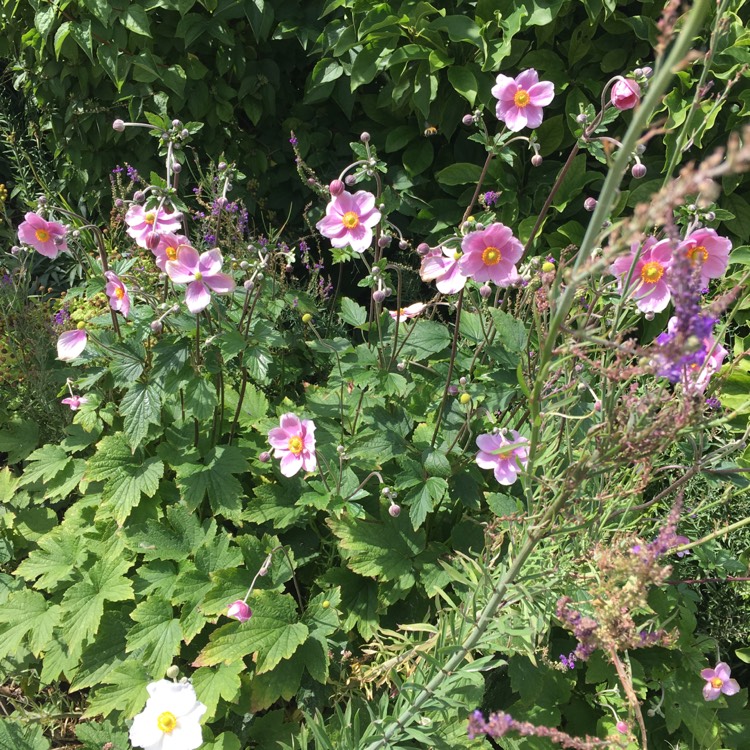 Plant image Anemone x hybrida 'Robustissima'