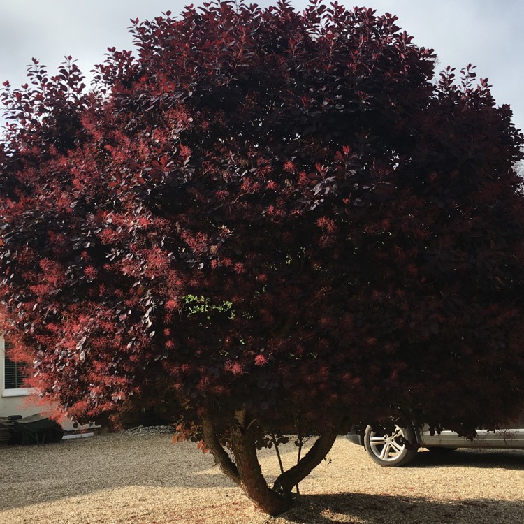 Plant image Cotinus 'Ruby Glow'