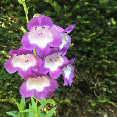 Beardtongue 'Sour Grapes'