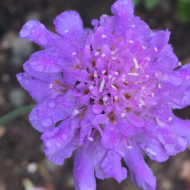 Scabious 'Butterfly Blue'