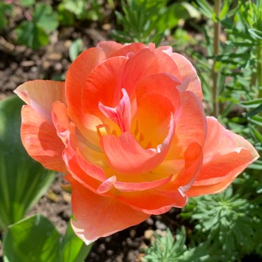 Tulip 'American Dream' (Darwin Hybrid)