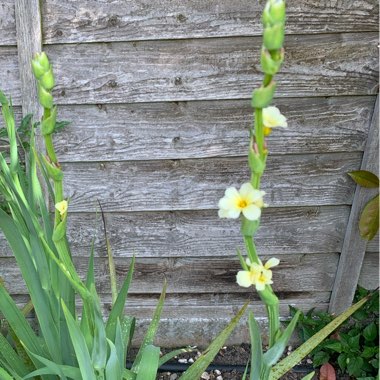 Yellow Eyed Grass