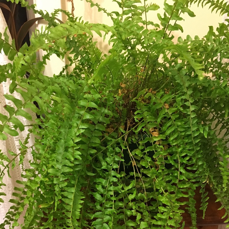 Boston Fern