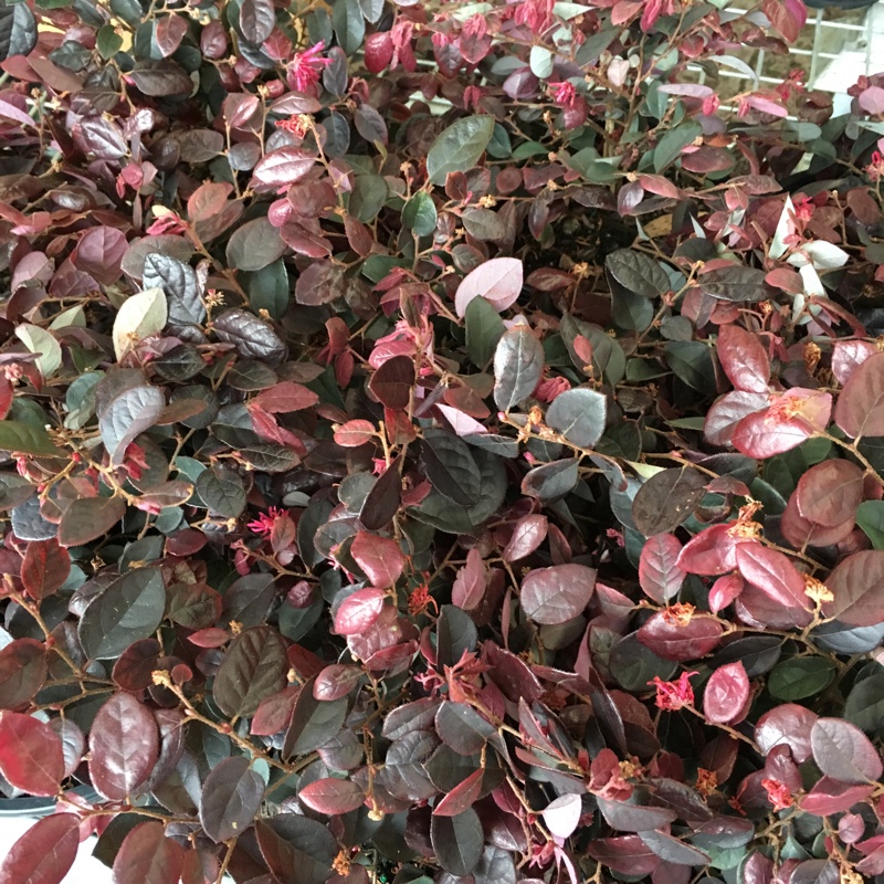 Plant image Loropetalum chinense var. rubrum 'Fire Dance'