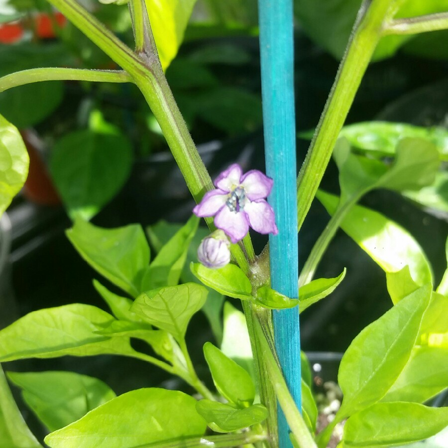 Plant image Capsicum Annuum 'Filius Blue'