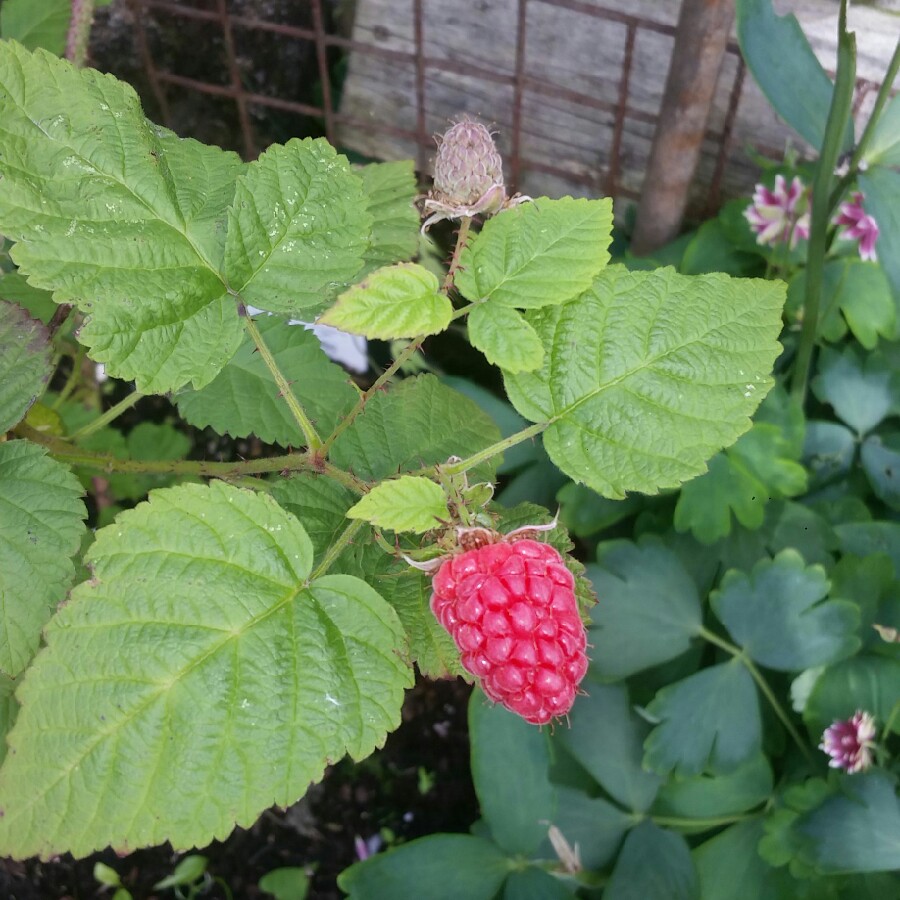 Plant image Rubus fruticosus x ideaus