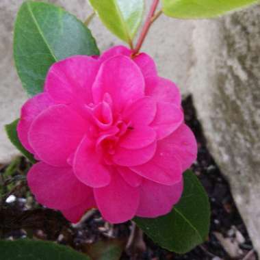 Camellia 'Pink'