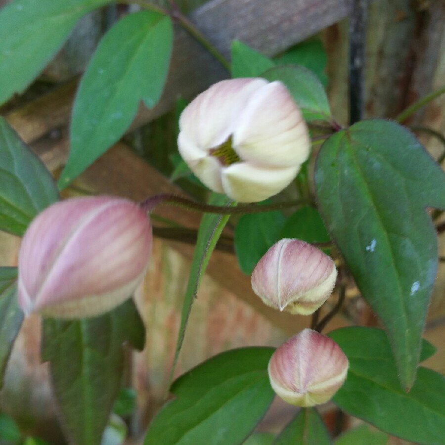 Clematis montana 'Warwickshire Rose'