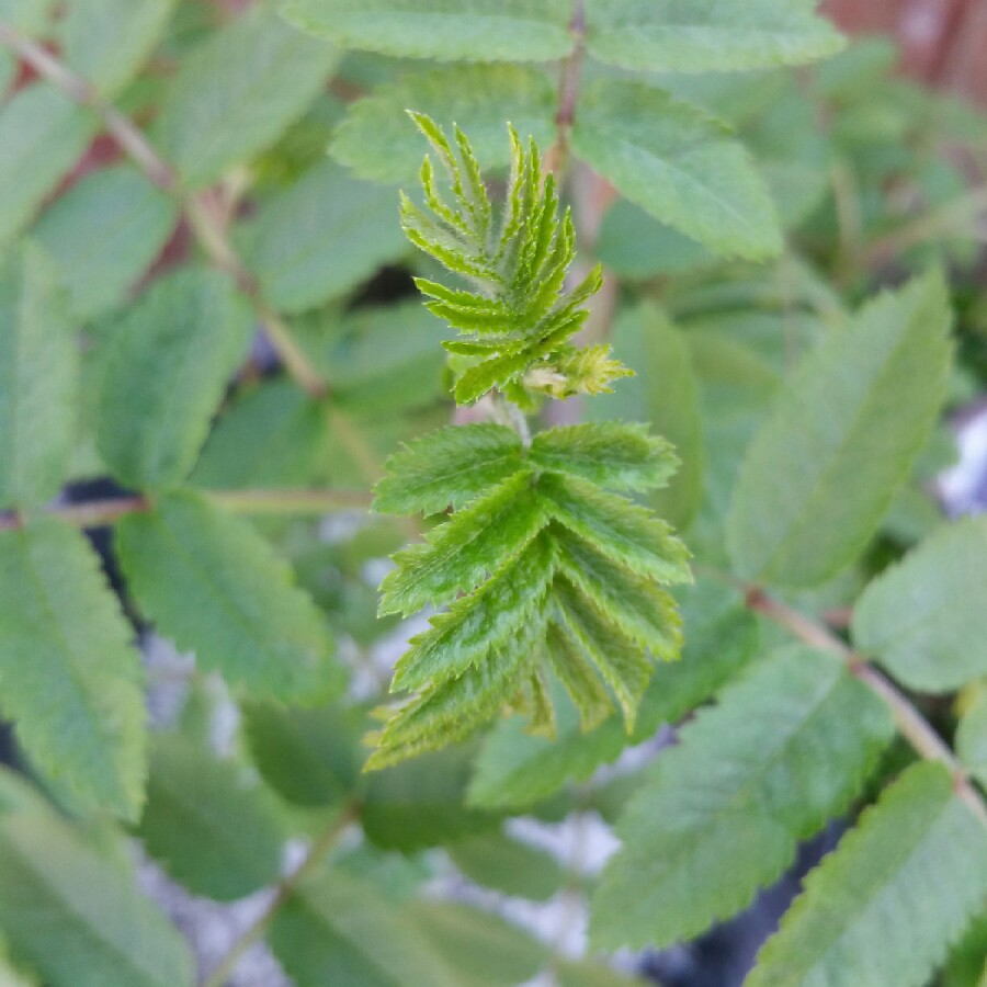 Rowan Tree