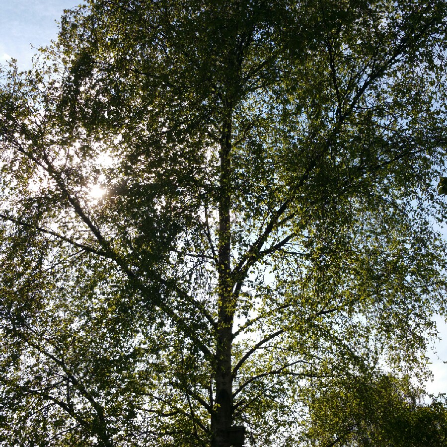 Himalayan Birch 'Jacquemontii'