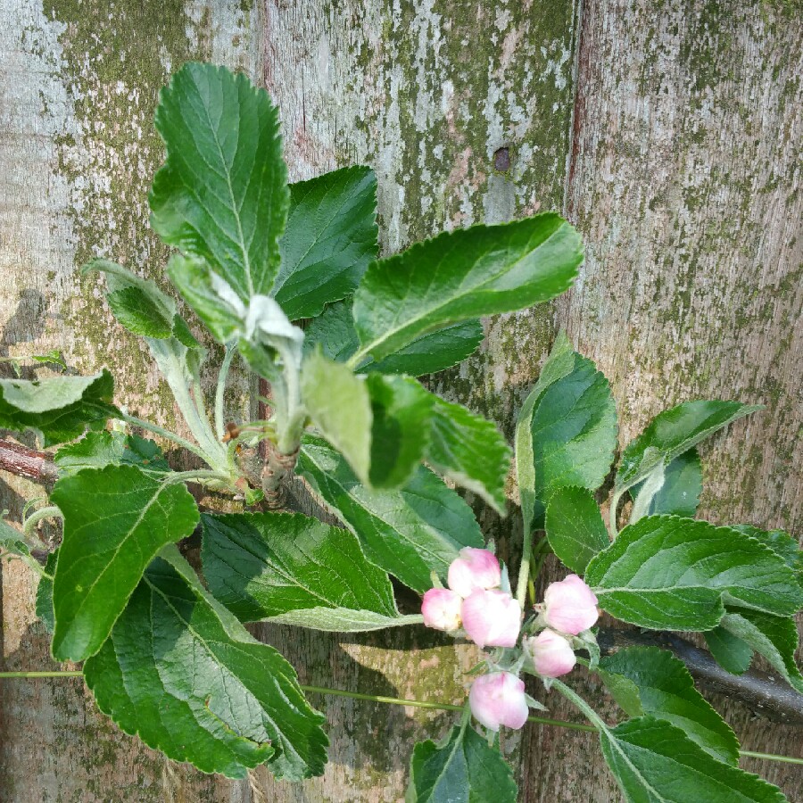 Apple 'Braeburn'