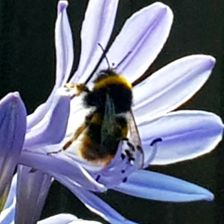 Plant image Agapanthus 'Lapis' syn. Agapanthus 'Lapis Lazuli'