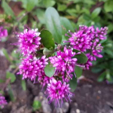 Shrubby Veronica