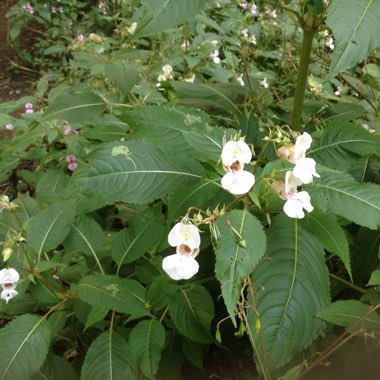 Impatiens glandulifera