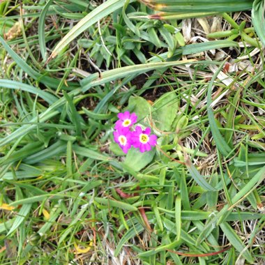 Primula 'scotica'