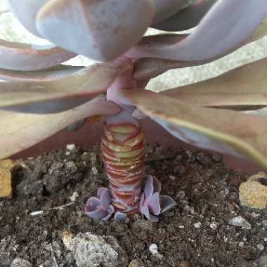 Echeveria Perle Von Nurnberg