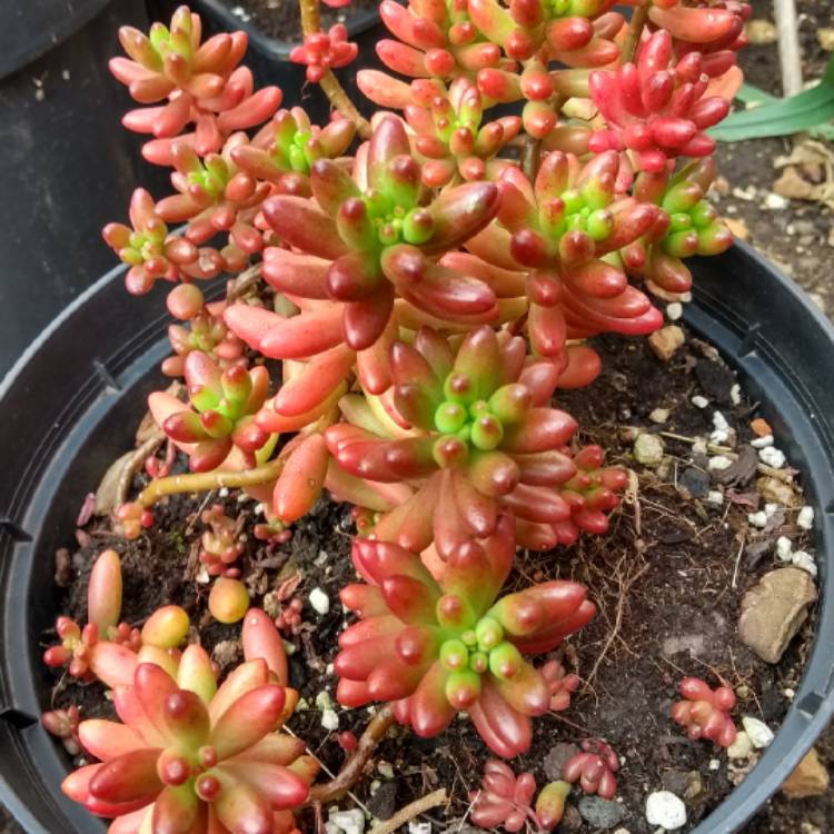 Plant image Sedum Hernandezii