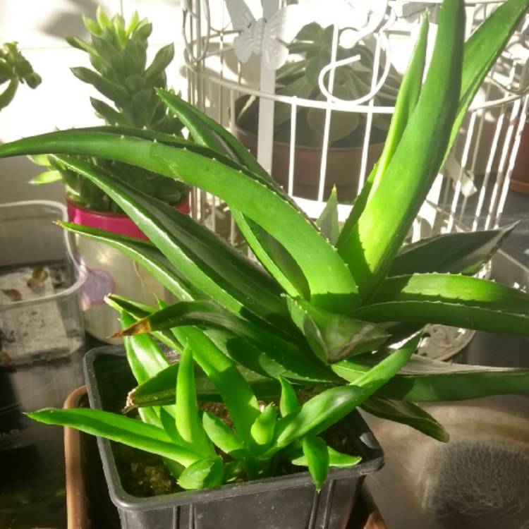 Plant image Aloe 'Black Gem'