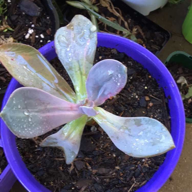 Plant image x Pachyveria 'Blue Tongue' syn. Graptoveria 'Blue Tongue'