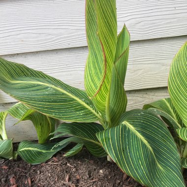 Canna 'Pretoria' syn. Canna 'Bengal Tiger', Canna 'Striata', Canna 'Palida', Canna 'Malawiensis', Canna 'Malawiensis Variegata', Canna 'Praetoria', Canna 'Pretoria Variegata', Canna 'Kaepit'