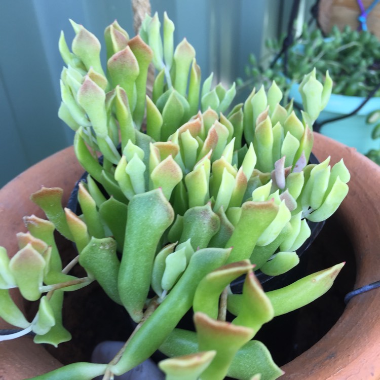 Plant image Cotyledon Papillaris