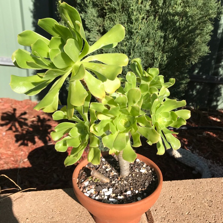 Plant image Aeonium Arboreum Green Rose