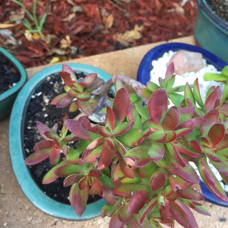 Plant image Crassula platyphylla 'Burgundy'