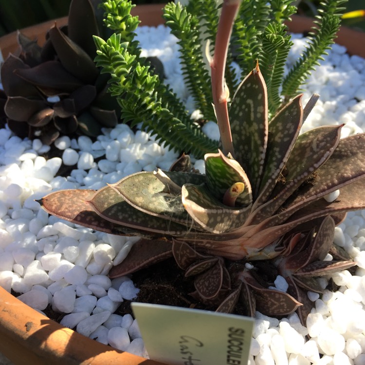 Plant image Gasteria Marmorata