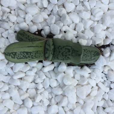 Gasteria Glomerata