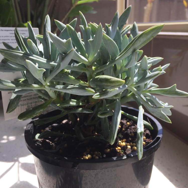 Plant image Kleinia 'Trident Blue syn. Senecio 'Trident Blue'