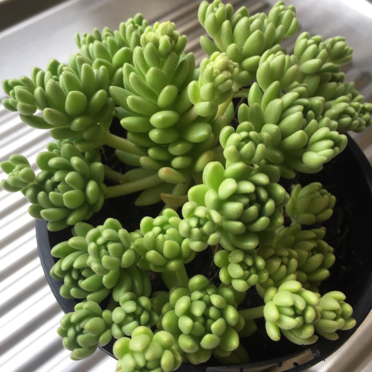 Plant image Sedum hispanicum var. minus 'Aureum'