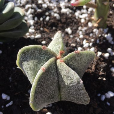 Astrophytum myriostigma